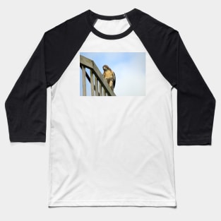 Red Tail Hawk Baseball T-Shirt